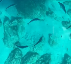 Dieses Bild hat ein leeres Alt-Attribut. Der Dateiname ist Fische-300x272.png