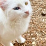 Dieses Bild hat ein leeres Alt-Attribut. Der Dateiname ist weisse-Katze-150x150.jpg